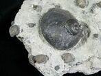 Gastropod, Echinoderm & Brachiopod Associatation - Indiana #6610-2